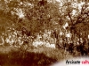 Festa degli alberi Arcisate